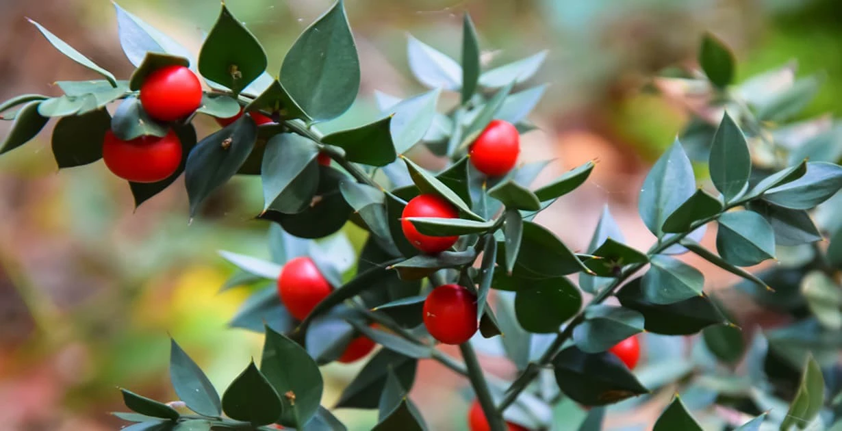 Butcher's Broom Root Extract.webp